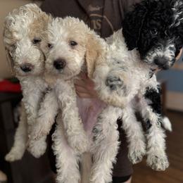 Bernedoodle and Double Doodle Puppies from ETX Dandy Doodle