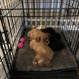 Cavalier King Charles Spaniel Puppies from Enchanted Cavaliers