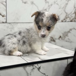 Autumn (aka freckles) - Blue merle and white female American Corgi puppy in Tishomingo, Mississippi from Magnolia Trace Corgis