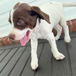 Dunkin - White and liver male German Shorthaired Pointer puppy in Slocomb, Alabama from Rachel's German Shorthaired Pointers