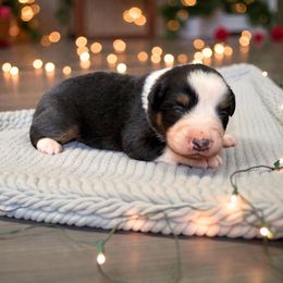 Copper - Black tri-color male Australian Shepherd puppy in Statesville, North Carolina from Charming Australian Shepherds