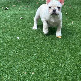 Bagel - Cream male French Bulldog puppy in Kirbyville, Texas from Empire Bulldogs & French Bulldogs