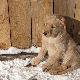 Labradoodle and Poodle Puppies from Caldron Falls Doodles and Poodles