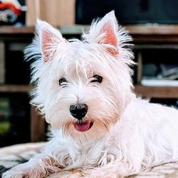 Charlotte - West Highland White Terrier