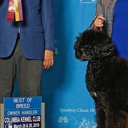 Portuguese Water Dogs from Southern Splash