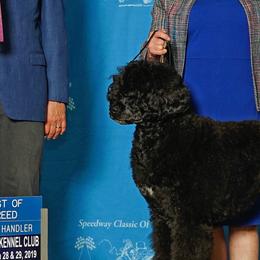 Portuguese Water Dogs from Southern Splash