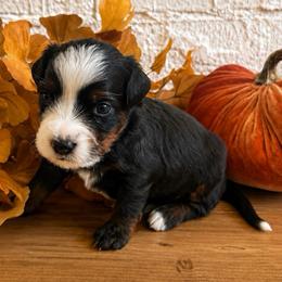 Dunn - male Australian Mountain Doodle puppy in Spanish Fork, Utah from K Brand Doodles