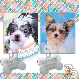 Yorkshire Terrier puppies from Ioney's Southern Paws Shelties, Frenchies, and Yorkies