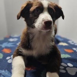 Justin - Red & white male Australian Shepherd puppy in Crestline, Ohio from High Desert Aussies