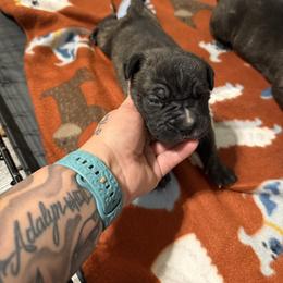 Felix - Black brindle male Cane Corso puppy in Brazil, In, Indiana from Lazy A Ranch & Kennels