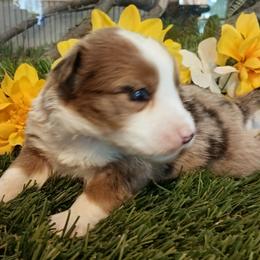 Sun-dancer - Red merle female Miniature Australian Shepherd puppy in Penn Valley, California from Ghostfire Mini Aussies