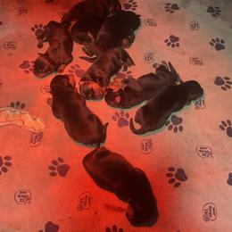 Girl 6 - Black and mahogany female Rottweiler puppy in Cartersville, Virginia from Vom Heldenhaft Rottweilers