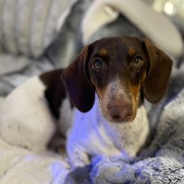 Stella - Dachshund