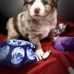 Miniature Australian Shepherd and Toy Australian Shepherd Puppies from Rye Hill Aussies