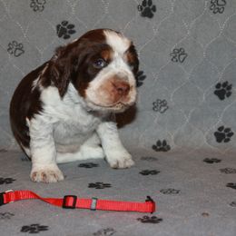 Boy 4 - male English Springer Spaniel puppy in Montville, Connecticut from Hillside Springs Farm