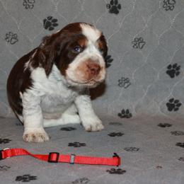 Boy 4 - male English Springer Spaniel puppy in Montville, Connecticut from Hillside Springs Farm