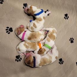 Brittany puppies from Free Range Bird Dogs