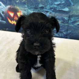Black Male - Black male Miniature Schnauzer puppy in Clover, South Carolina from Bobo’s Babies Kennels