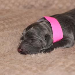 Necklace - Black female Labrador Retriever puppy in Morrilton, Arkansas from Ancient Dogges Performance Dogs
