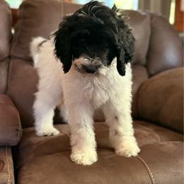 Blue-potty trained - Black and white female Sheepadoodle puppy in Prairie Du Chien, Wisconsin from Hicklin Hollow Ranch