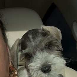 Drake - Parti male Miniature Schnauzer puppy in Lehigh Acres, Florida from Regency Schnauzer