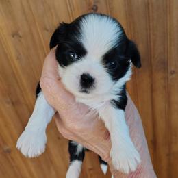Justice - Justi - Black and white female Shih Tzu puppy in Palmyra, New York from Karen's Tzus of Palmyra-Macedon