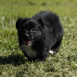 Caraxes - Black & white male Australian Shepherd puppy in Kokomo, Indiana from North Central Aussies