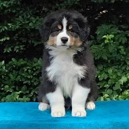 Spritz   Boy 2 - Black tri-color male Australian Shepherd puppy in Maryland from Lake Shore Australian Shepherds