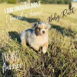 Australian Shepherd Puppies from Far West Aussies