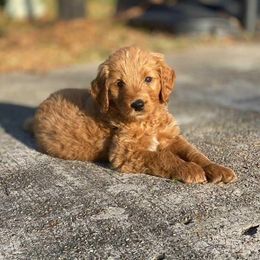 Goldendoodle puppies from MyKy Puppies