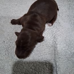 Girl 3 - Chocolate female Dachshund puppy in Farmerville, Louisiana from Hancock House of Basset Hounds & Mini Dachshunds