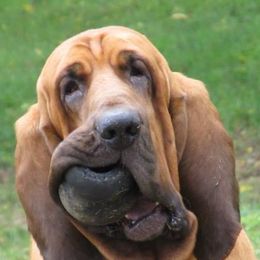 Bloodhounds and Border Terriers from Wychway - Crown Bloodhounds & Border Terriers
