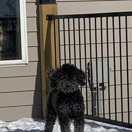 Daisy - Goldendoodle