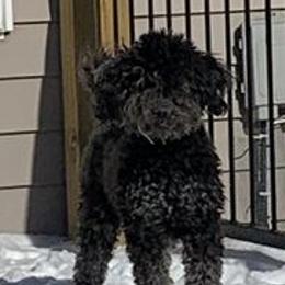 Daisy - Goldendoodle
