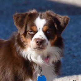 Luna - Toy Australian Shepherd