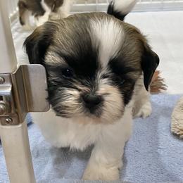 Shih Tzu Puppies from Willow Lane Shih Tzus