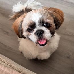 Rocky - Brindle and white male Shih Tzu puppy in Allendale, Michigan from Rooks' Shih Tzus
