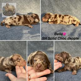 Belle 3250 - Dapple female Dachshund puppy in Gatesville, Texas from Emily’s Doxie Domain