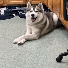 Siberian Husky All Grown Up from Twilights Kennel