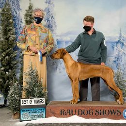 Rhodesian Ridgeback Puppies from Supernova Ridgebacks