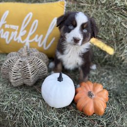 Boy 2 - Red tri-color male Australian Shepherd puppy in San Bernardino, California from Zermeno Ranch