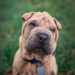Chinese Shar-Pei from Austin’s Wrinkle N Time Pei