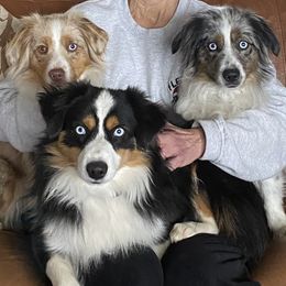 Miniature Australian Shepherds and Toy Australian Shepherds from Sonlight Ridge Aussies