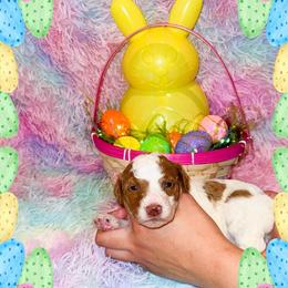 Lime - Parti male Goldendoodle puppy in Kissimmee, Florida from Poodle Doodle Kennels