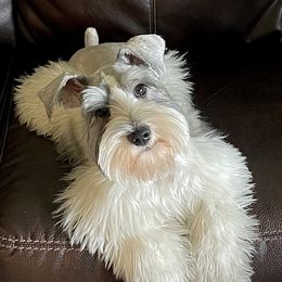 Skye - Miniature Schnauzer