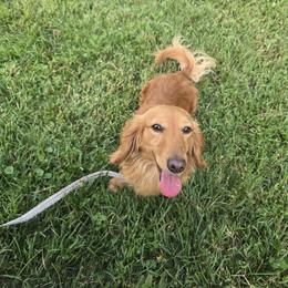 Slinky - Dachshund