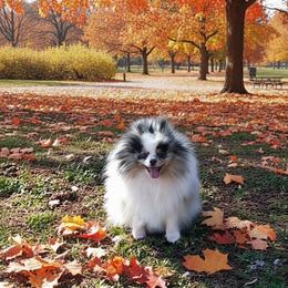 Chanel - Pomeranian