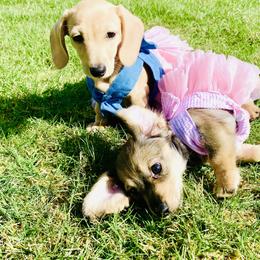 Dachshund Puppies from Northwest Dachshunds