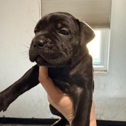 Pink - Black female Cane Corso puppy in Sullivan, Missouri from Midwest Cane Corso in Action