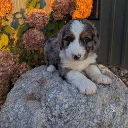 Zack - Blue merle male Bernedoodle puppy in Beach City, Ohio from Blue Cloud Doodles